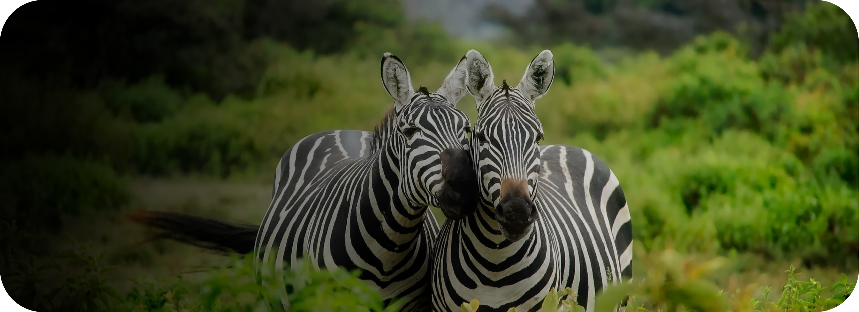 Zebras
